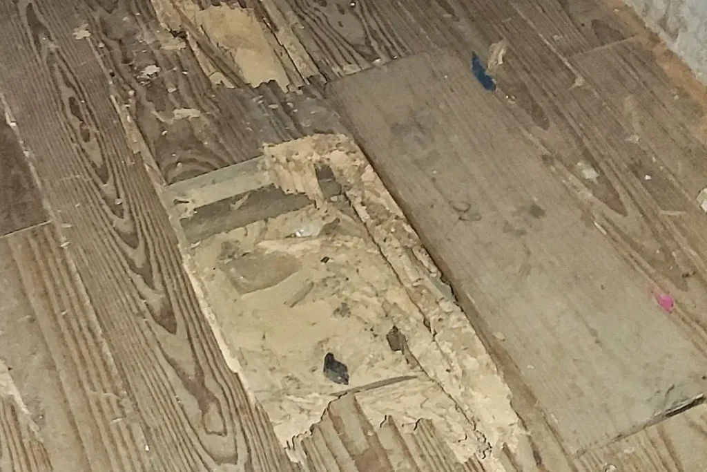 timber floor damaged by termites